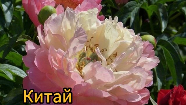 Цветы - национальные символы смотреть онлайн