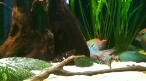 Нерест Geophagus sp. "Red head Tapajos"