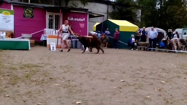 5 Моно КО 09.09.2018 СПб Хомасуридзе, класс открытый HERAMII ELLIOT (25.01.2014) смотреть онлайн