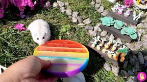 POP IT ЭКСПЕРИМЕНТЫ** ХОМЯЧКИ НА ПОЗИТИВЕ** ДЕЛАЕМ ПОП ИТ МАРМЕЛАДКИ и ПОП ЛЕДЫШКИ