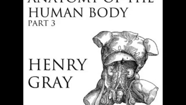 Anatomy of the Human Body (FULL Audiobook) - part (30 of 39) смотреть онлайн