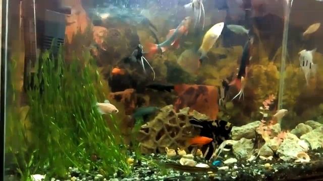 Ribi gamleta смотреть онлайн