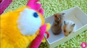 Hamsters travelers Хомячки путешественники или Новогодний подарок от Грязетты