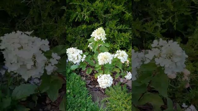 Карликовая метельчатая гортензия "Литтл Рози" описание сорта и отзыв.Hydrangea "Living Little Rosy" смотреть онлайн