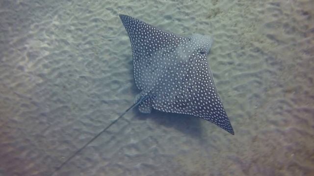 Fauna Egipt 2016 part2 смотреть онлайн