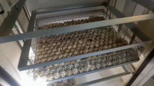 Новый режим инкубации перепелов, БЕЗ ВОДЫ , На инкубаторе NBF