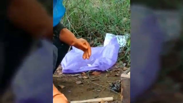 Mindahkan lebah dari kotak jebakan ke Sarang budidaya смотреть онлайн