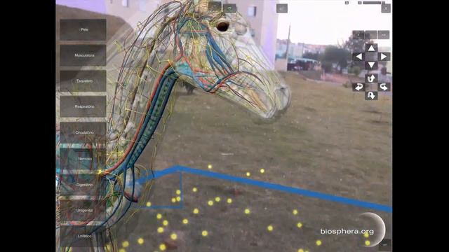 Horse Anatomy With Arkit
