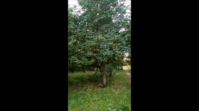 осень смотреть онлайн