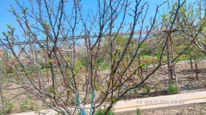 Абрикос Шалах меня расстроил, буду менять судьбу этого дерева.