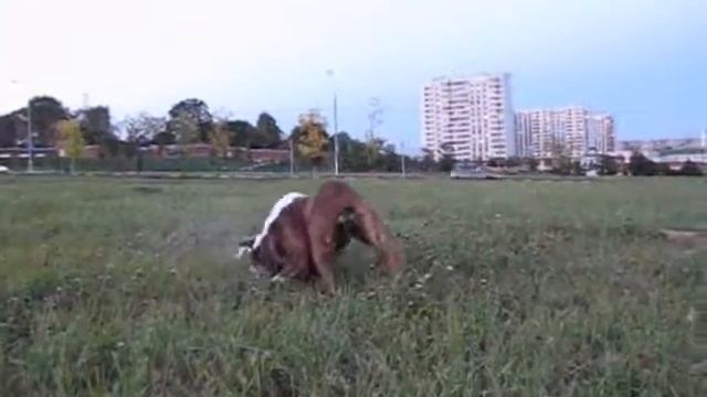 AM. BULLDOGS DOMINANTA BULL ILONA & DOMINANTA BULL KARAMEL' смотреть онлайн