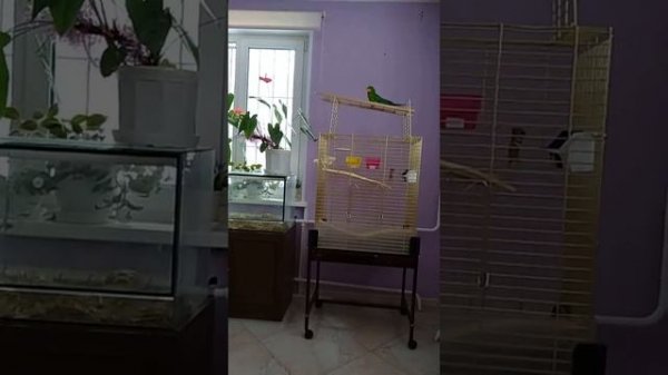 Барабандовый попугай самец Яшка
