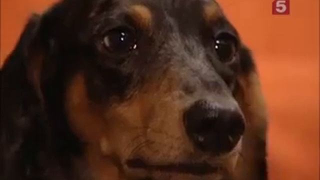 Двойное слепое с глутаматом смотреть онлайн