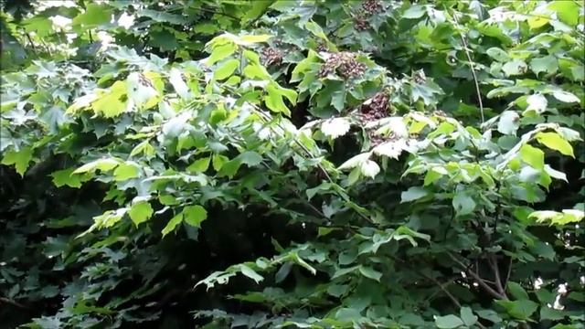 Как Рои вылетают и садятся на ветви деревьев. смотреть онлайн