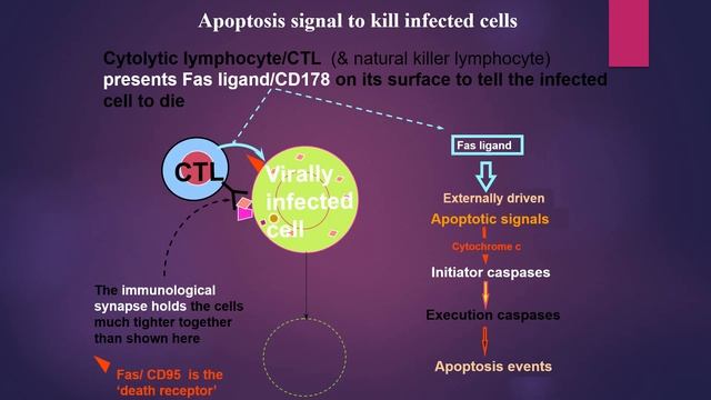Apoptosis смотреть онлайн