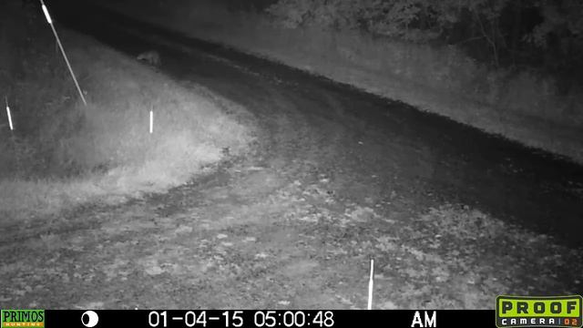 Primos Proof Cam 02 Trail Camera - 12MP night video red fox смотреть онлайн