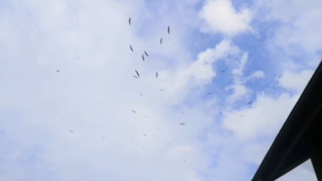 Журавлі смотреть онлайн
