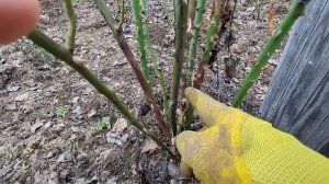 ОБРЕЗКА РОЗ ПОСЛЕ ЗИМЫ. Какие бывают поражения, и почему не надо жалеть розы. 14 апреля 2024 г.