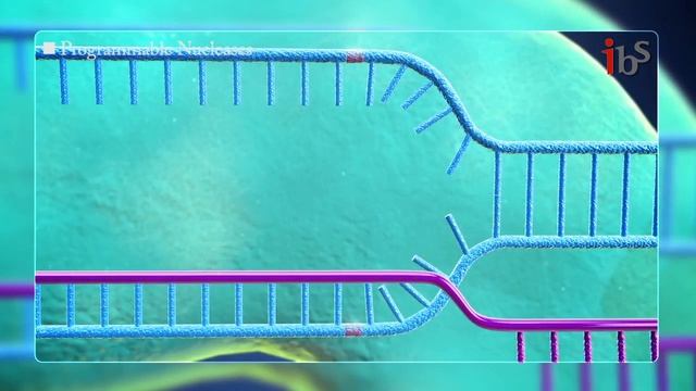 CRISPR-Cas9 in action (크리스퍼 유전자 가위 이용한 유전자 교정) смотреть онлайн