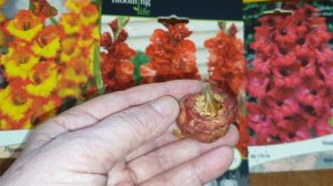 Когда доставать гладиолусы: обработка, очистка, сроки. Что надо обязательно Сделать.