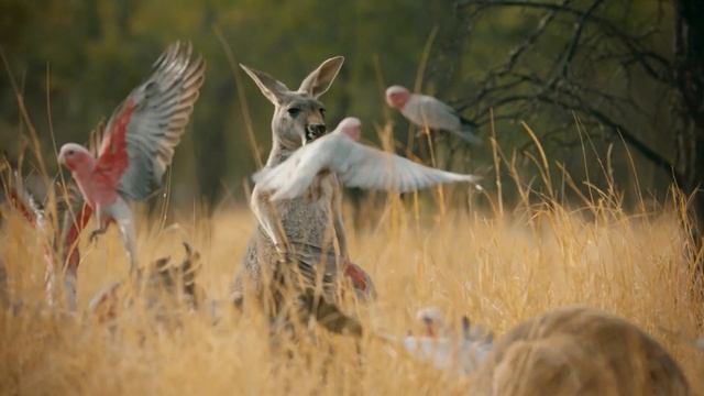 Viasat Nature - новый телесезон смотреть онлайн