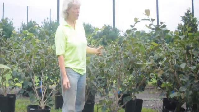 Landscaping Suggestions ... Our Winter Flowering Plants and Shrubs Available смотреть онлайн