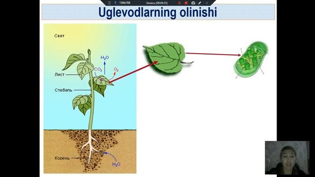Mavzu: Uglevodlar, monosaxaridlar смотреть онлайн