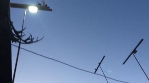 #Pigeons.Почему у голубей зоб надувается и что делать.