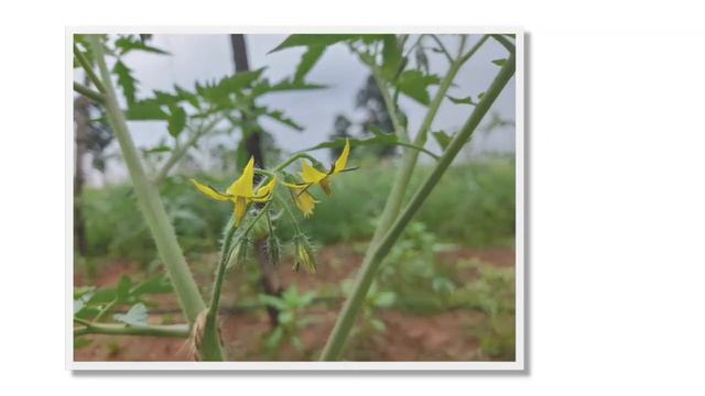 Biovita x | Biovita x kya hai| Best nutrient |#biovitax #multinutrient #PGR #seaweed смотреть онлайн