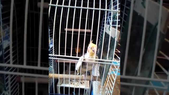 Попугай карела мальчик смотреть онлайн