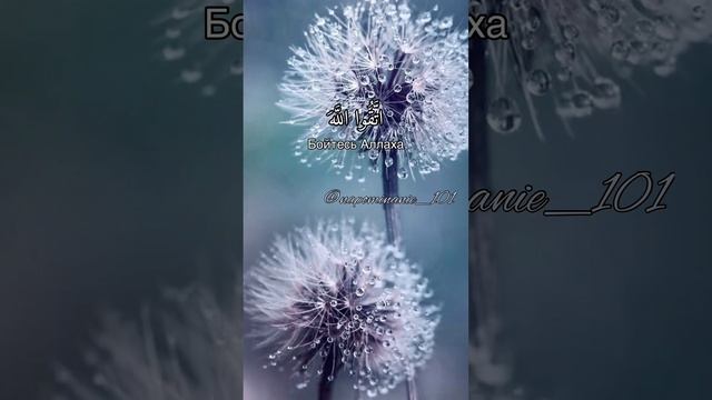 Сура «Ат-Тауба» аят 119. Чтец: Мухаммад аль-Авзали смотреть онлайн