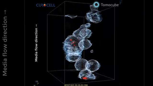 CAR-T Cells Attacking Cancer Cells смотреть онлайн