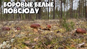 БОРОВЫМИ БЕЛЫМИ И ПОДОСИНОВИКАМИ УСЕЯН ВЕСЬ ЛЕС!