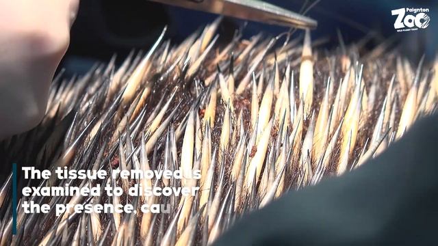 Bruce Visits the Vets - Short-Beaked Echidna [Veterinary Procedure] смотреть онлайн