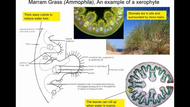 A level Biology: Xerophytes and hydrophytes смотреть онлайн