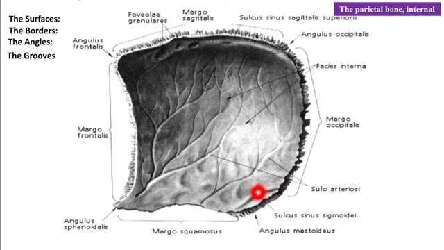 The Skeleton of the Skull. Bones of the Neurocranium смотреть онлайн