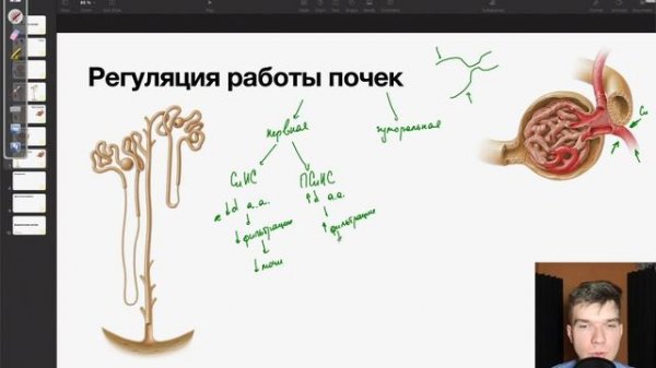 6.100. Регуляция работы почек | Анатомия к ЕГЭ | Георгий Мишуровский