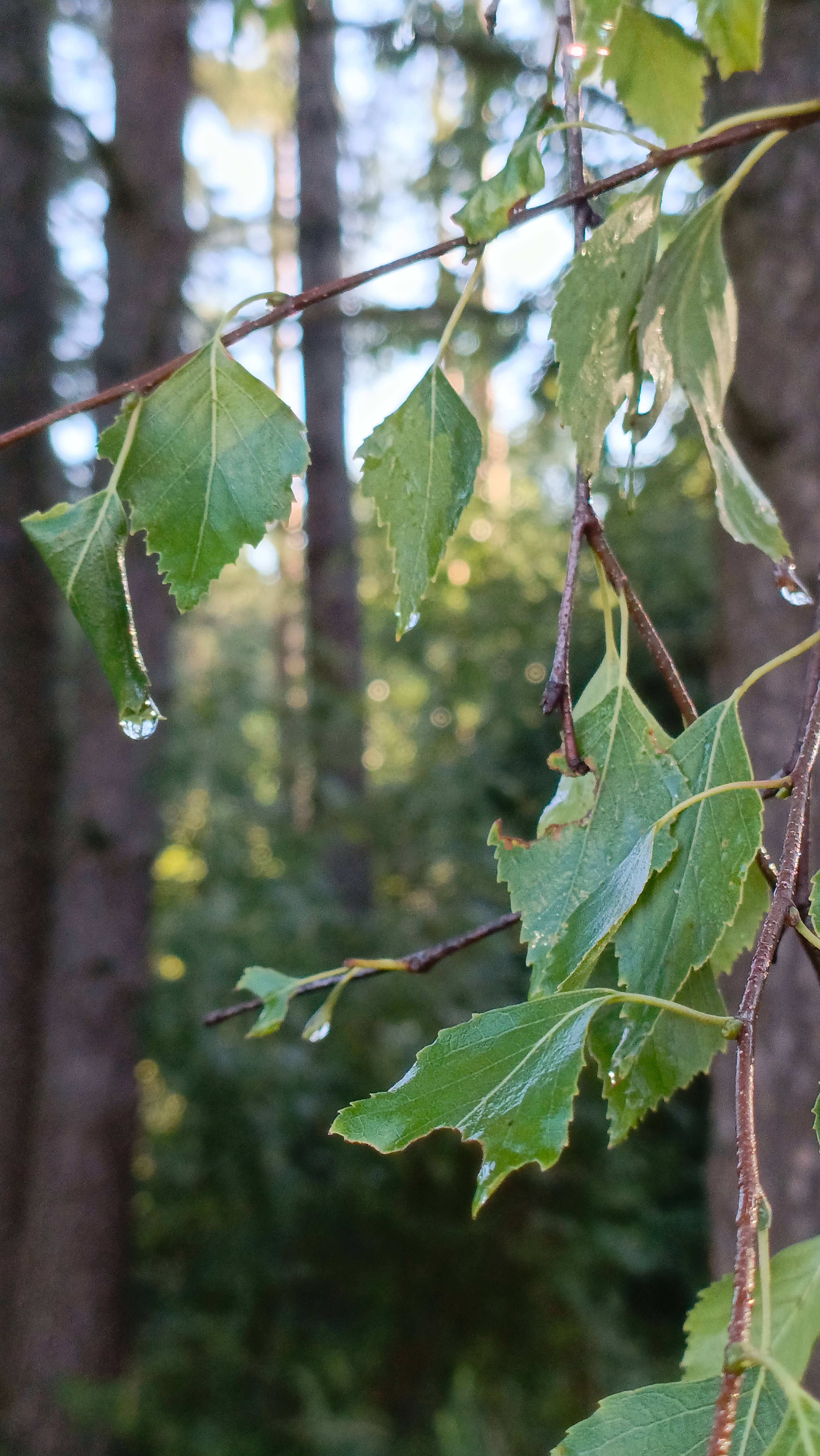 После дождика в четверг . смотреть онлайн