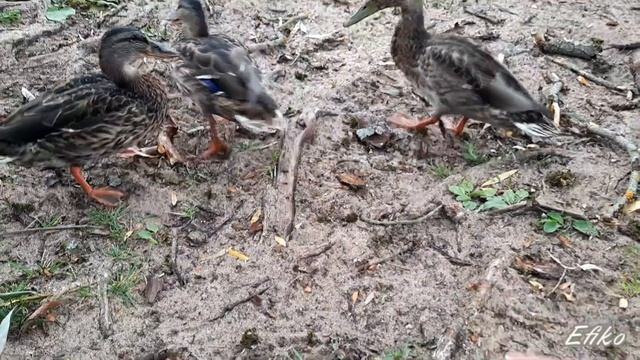 Ручные утки 😁😁 смотреть онлайн