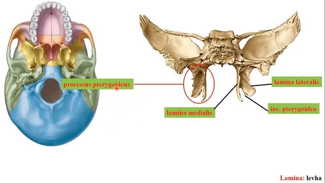 5- os sphenoidale - os ethmoidale смотреть онлайн