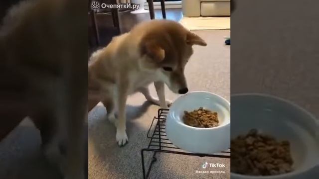 Очень голодный сабакин смотреть онлайн