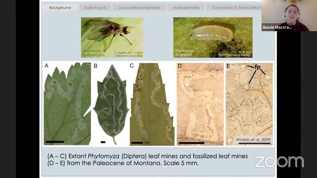 Plant-Animal Interactions in the Fossil Record - San Antonio Chapter - NPSOT смотреть онлайн