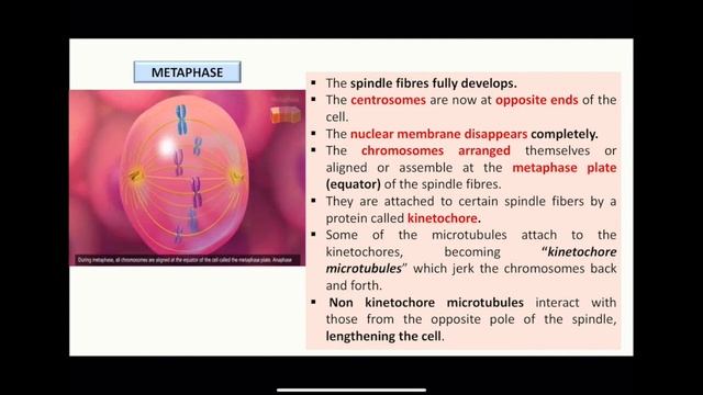 Mitosis смотреть онлайн