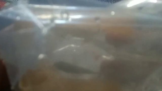 ikan lohan kamfa f2 gen ori 2-3 cm ||perjalanan lebih 3 hari|| bekasi- banjarmasin смотреть онлайн