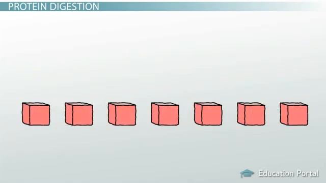 Protein Digestion and Absorption (Process) смотреть онлайн