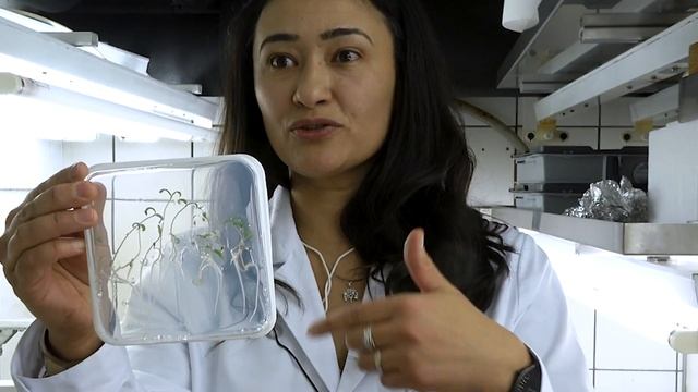 #FacesOfScience : Ora Hazak, botaniste смотреть онлайн