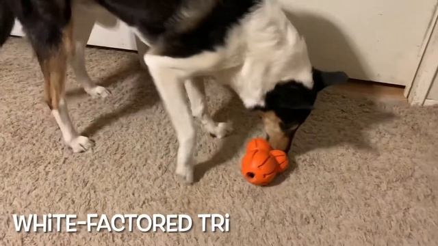 Piebald Animals: horses, dogs, snakes, and cats! смотреть онлайн