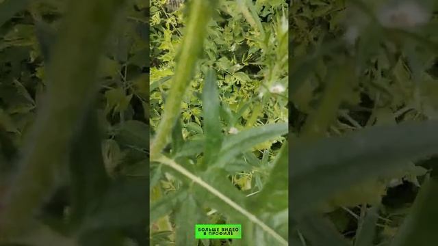Как различить колючки смотреть онлайн