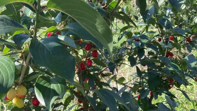 Кизил Коралловый Марка и Экзотика. Cornelian Cherry Coral Blaze And Exotica