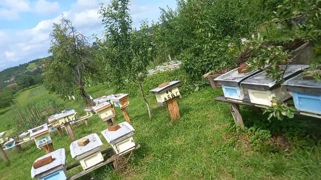 Хурма росте. Бджоли несуть мед. смотреть онлайн